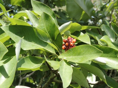 Sweetbay Magnolia, leaves